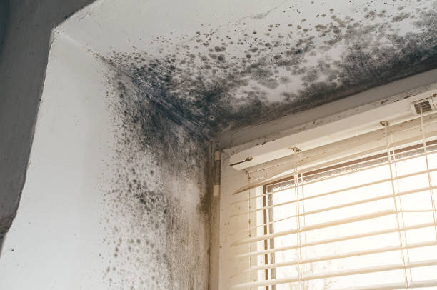 Affordable Bathroom Mold Removal solutions in Weston, NJ